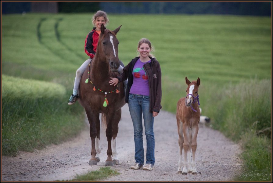 Asbach Fohlenshow 2014 024